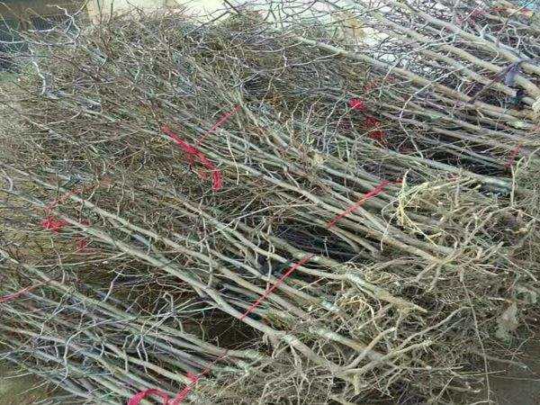 民间潜水爱好者拯救珠三角珊瑚【IM电竞】