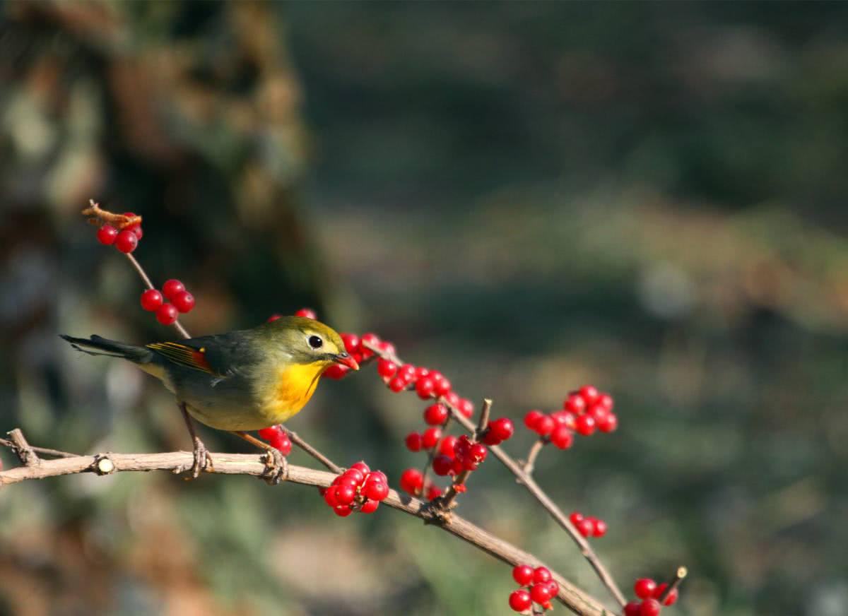 网易回应养猪:高估自己了|IM电竞(图2) IM电竞